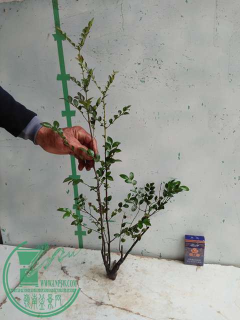 �½��ļ��� (3)IMG20161230122334.jpg