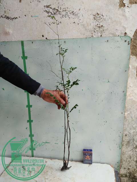 �½��ļ��� (3)IMG20161230122354.jpg