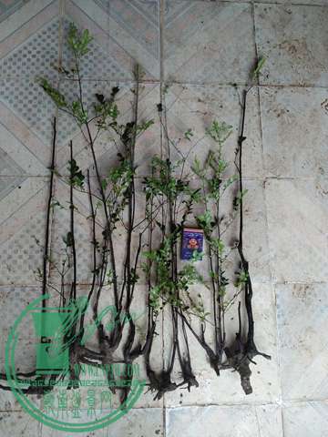 �½��ļ��� (3)IMG20161230122433.jpg