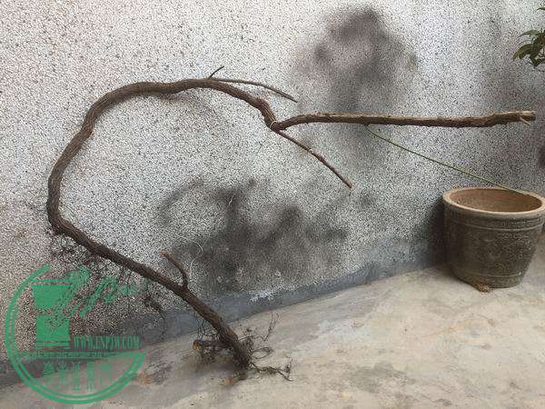 Ƭ 029.jpg
