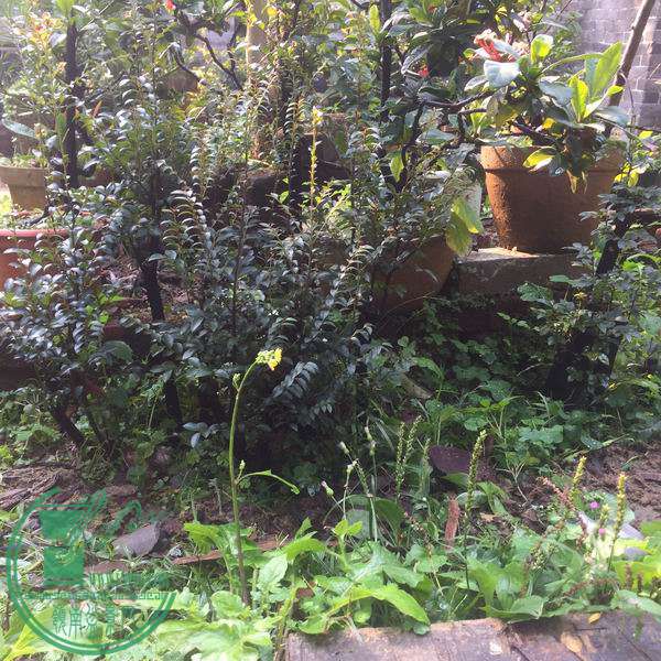 Ƭ 038.jpg