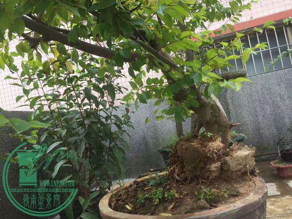 Ƭ 049.jpg