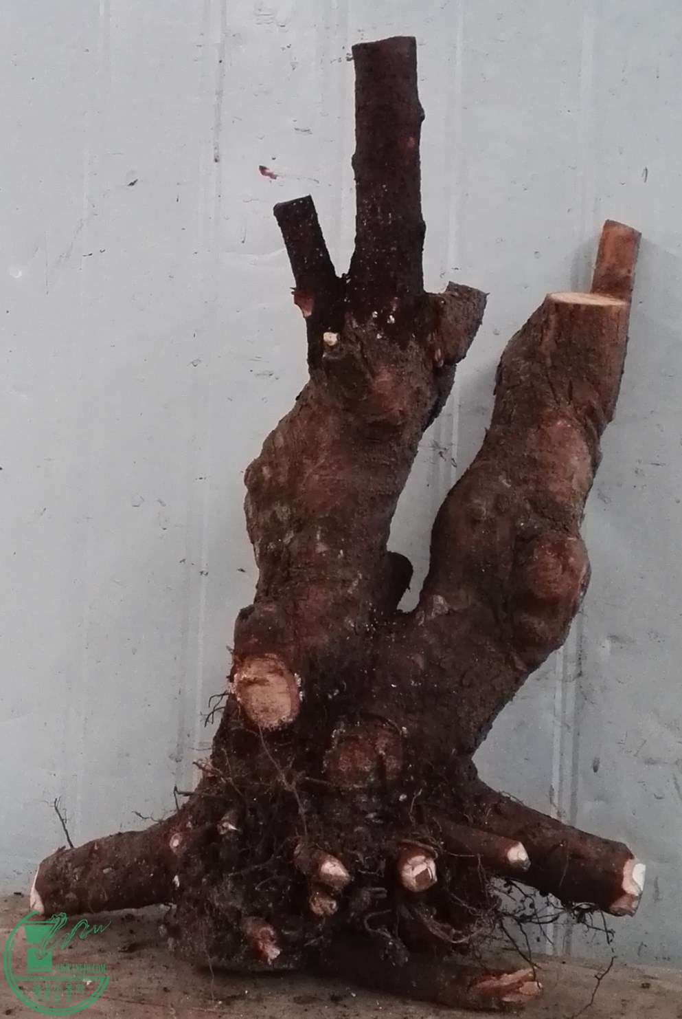 3��СҶ��380