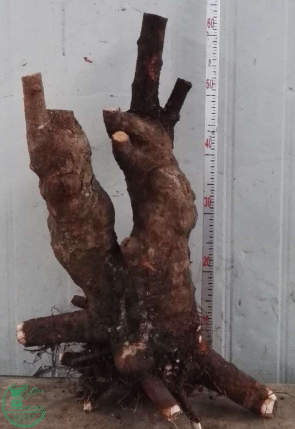 3��СҶ��380