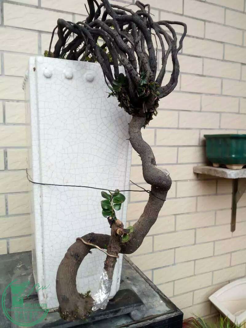 800�������