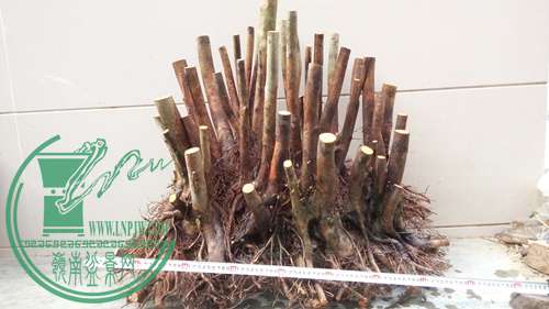 P70106-172036 (1)_����.jpg