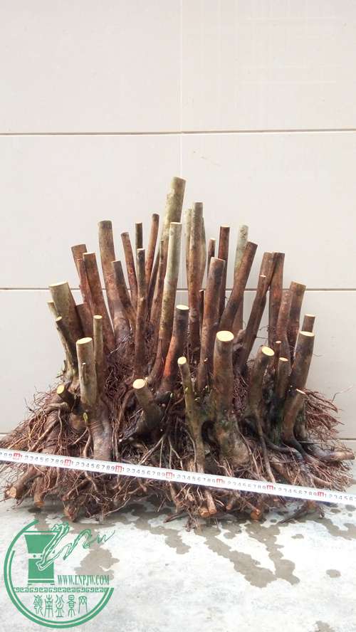 P70106-172012 (1)_����.jpg