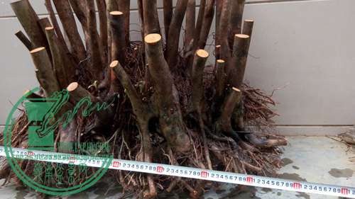 P70106-172125 (1)_����.jpg