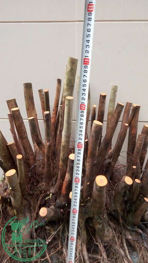 P70106-172211 (1)_����.jpg