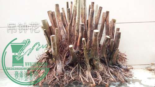 P70106-172259_mh1483694834522 (1)_����.jpg