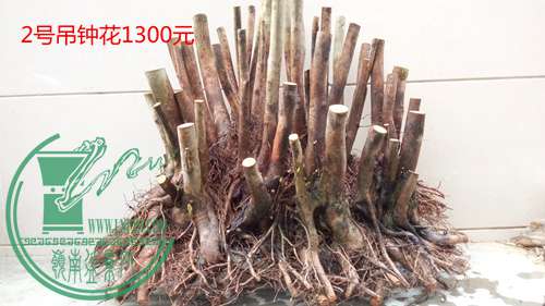 P70106-172259 (1)_����.jpg