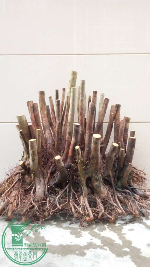 P70106-172314 (1)_����.jpg