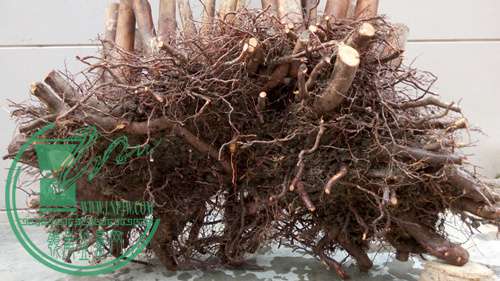 P70106-172405 (1)_����.jpg