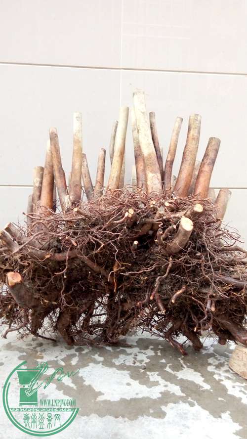 P70106-172358 (1)_����.jpg