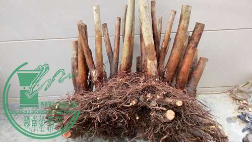 P70106-172413 (1)_����.jpg