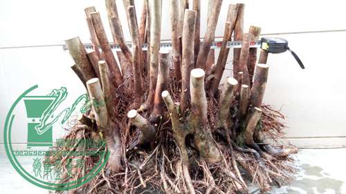 P70106-172537 (1)_����.jpg