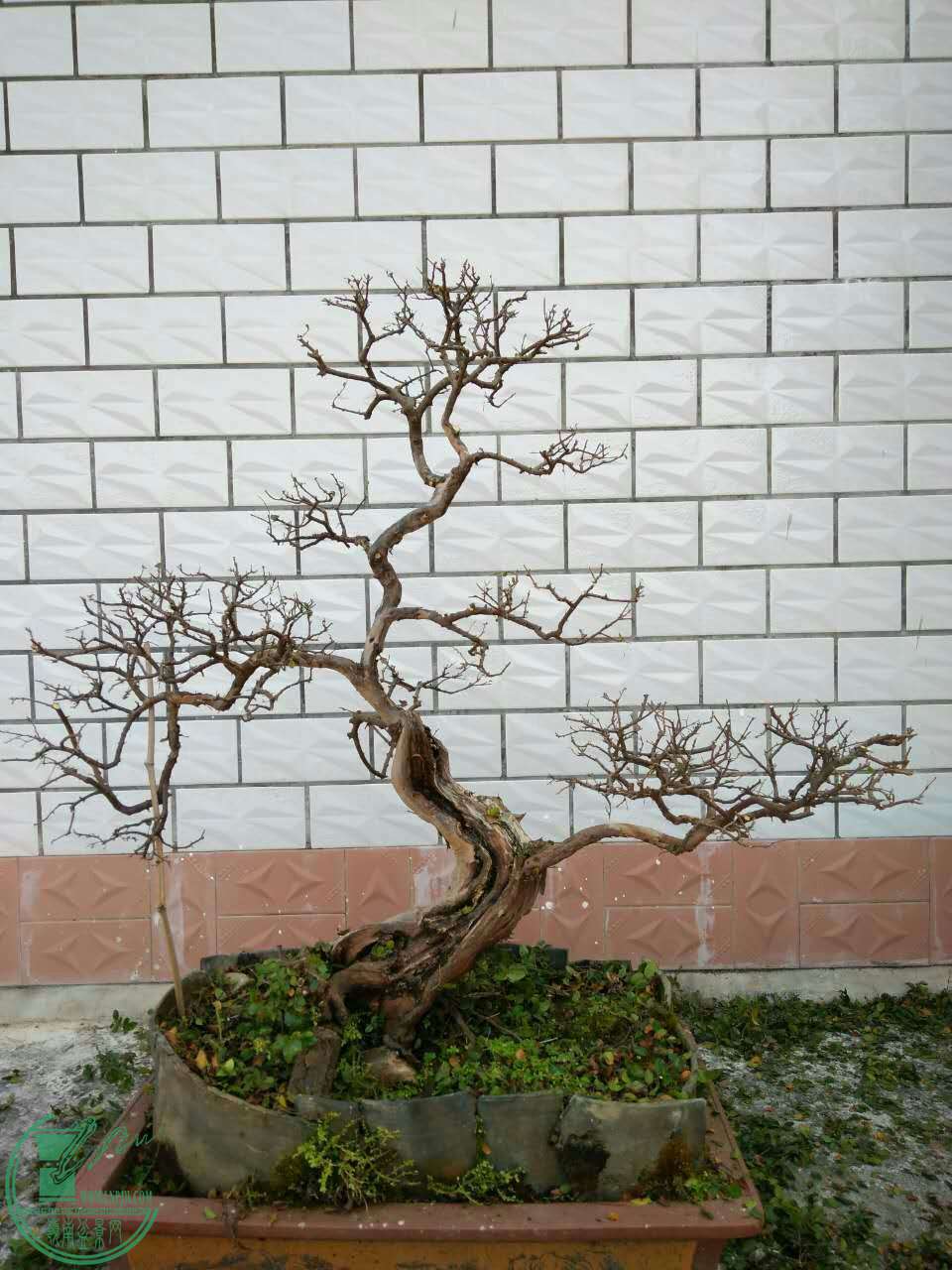 mmexport1483673006442.jpg