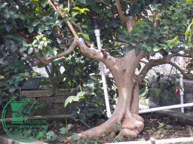 DSCN8321.JPG