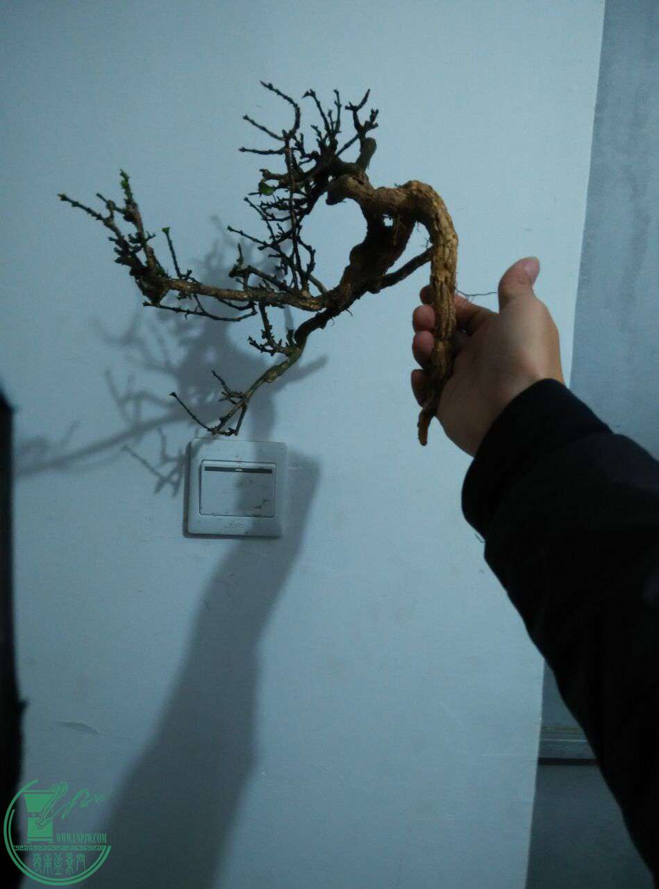 QQͼƬ20170111185356.jpg