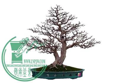 岭南盆景"截干蓄枝"传统与发展