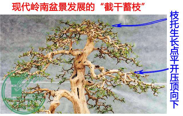 岭南盆景截干蓄枝传统与发展