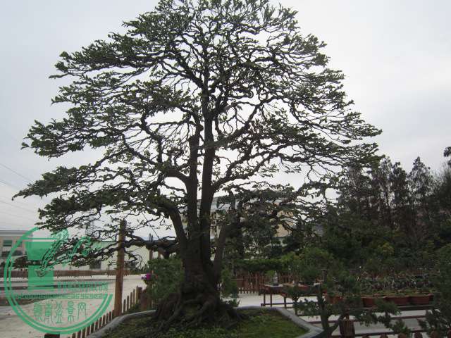 IMG_1577.JPG