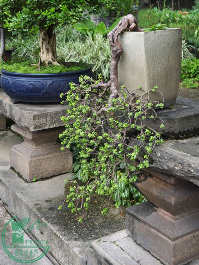 DSC_0007.jpg
