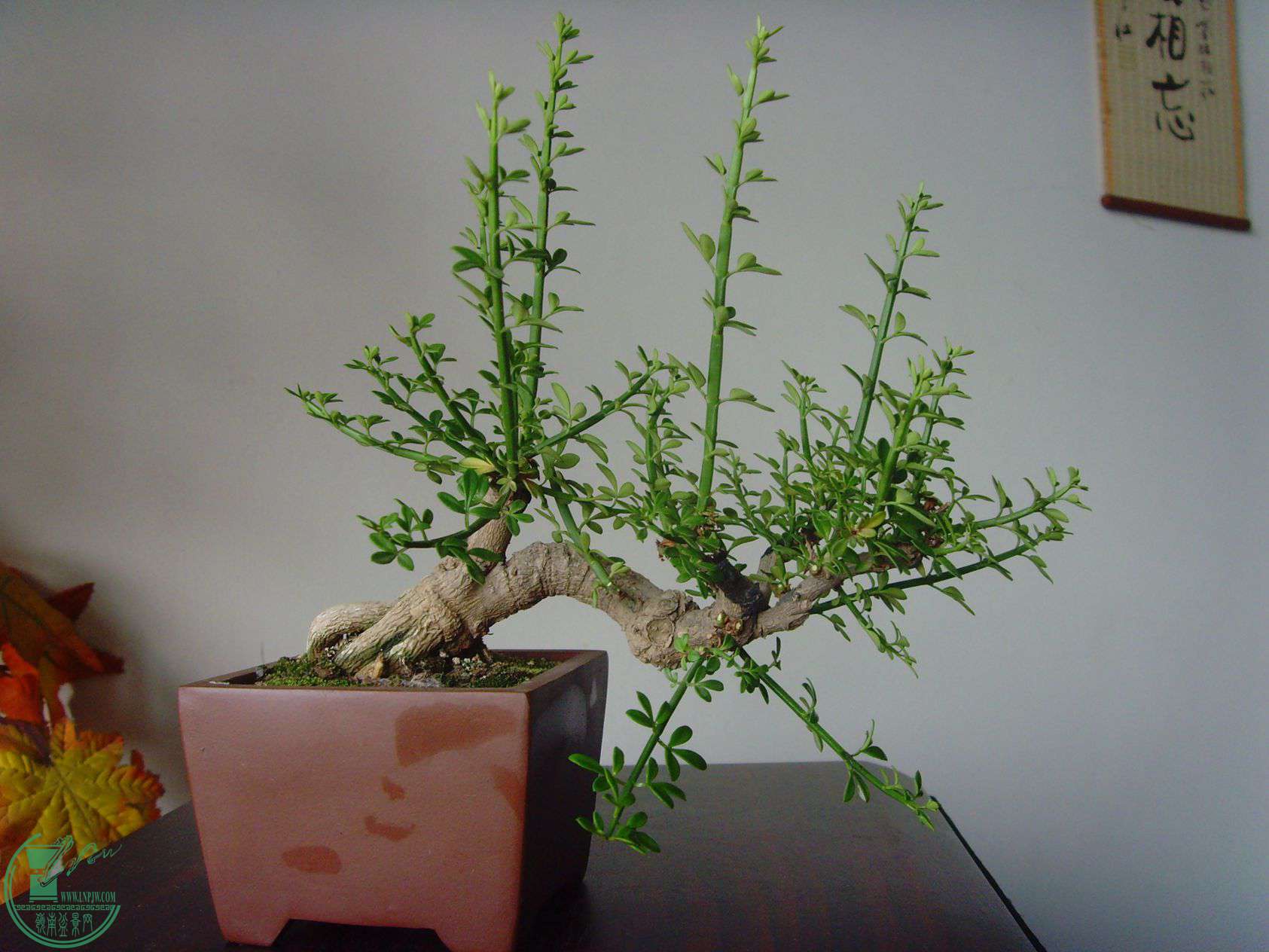 SNV33570.JPG