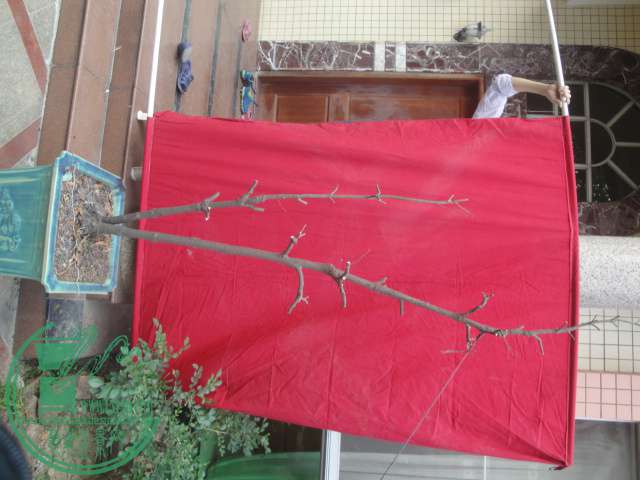 DSC06928.JPG