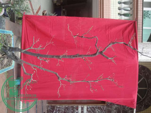 DSC06915.JPG