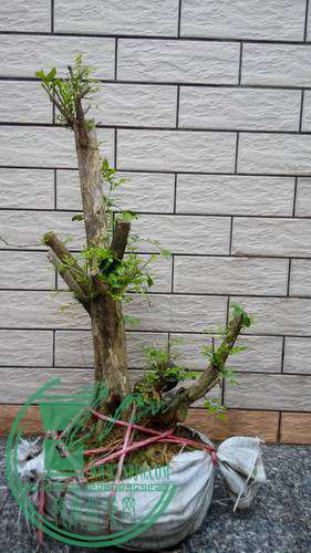 223952akq68cq2jguy1e18.jpg.thumb.jpg