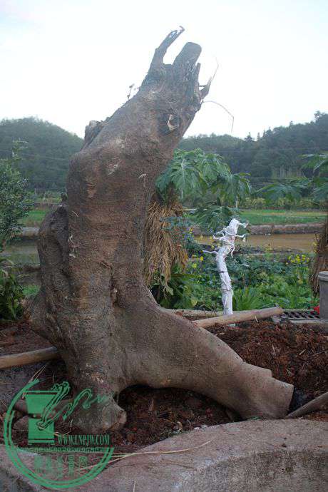 Ƭ 075.jpg