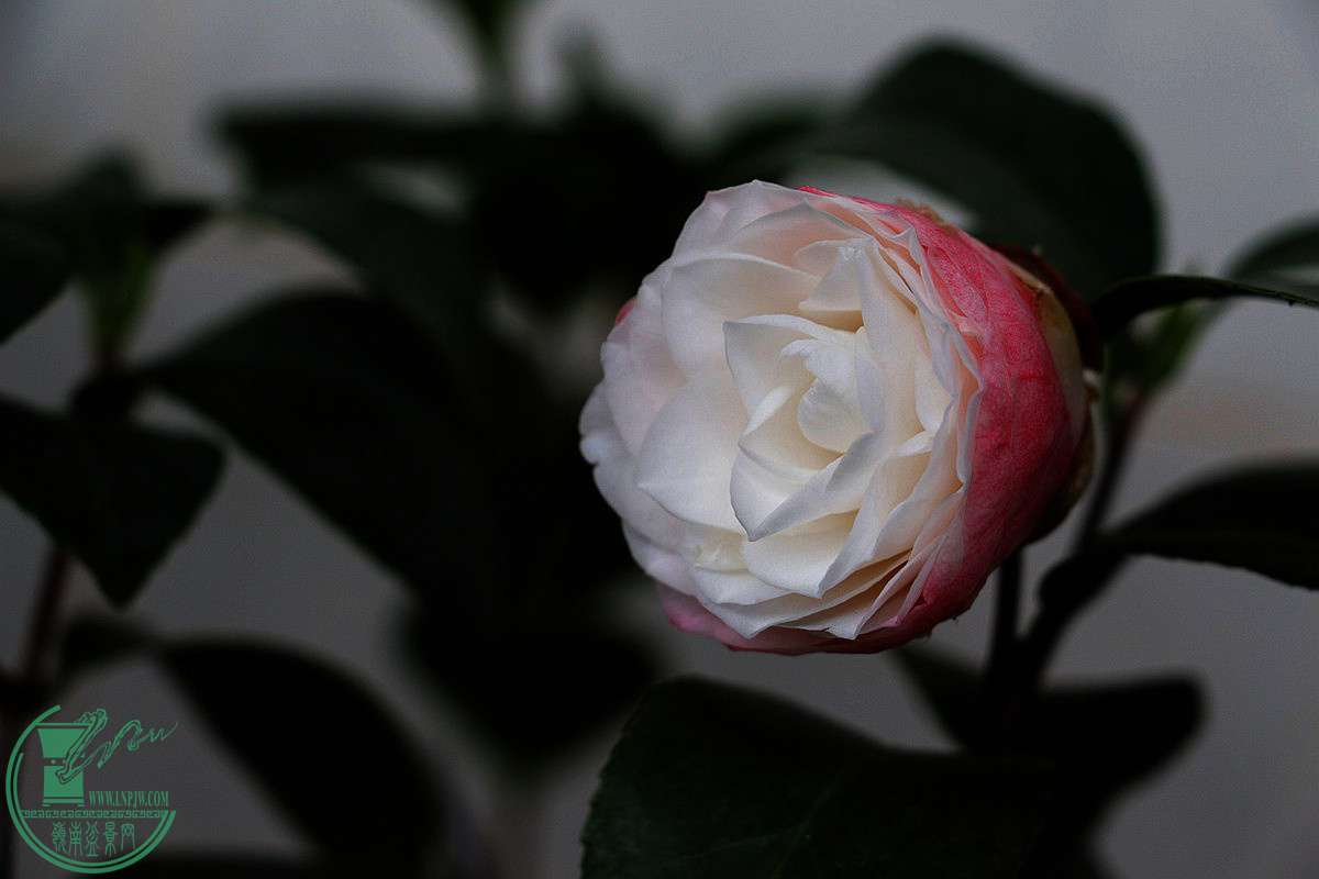 IMG_9846.JPG