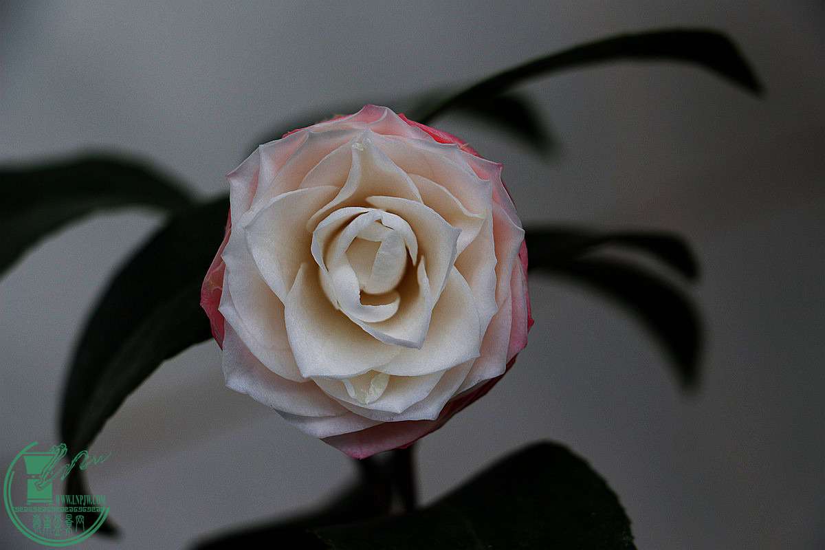 IMG_9852.JPG