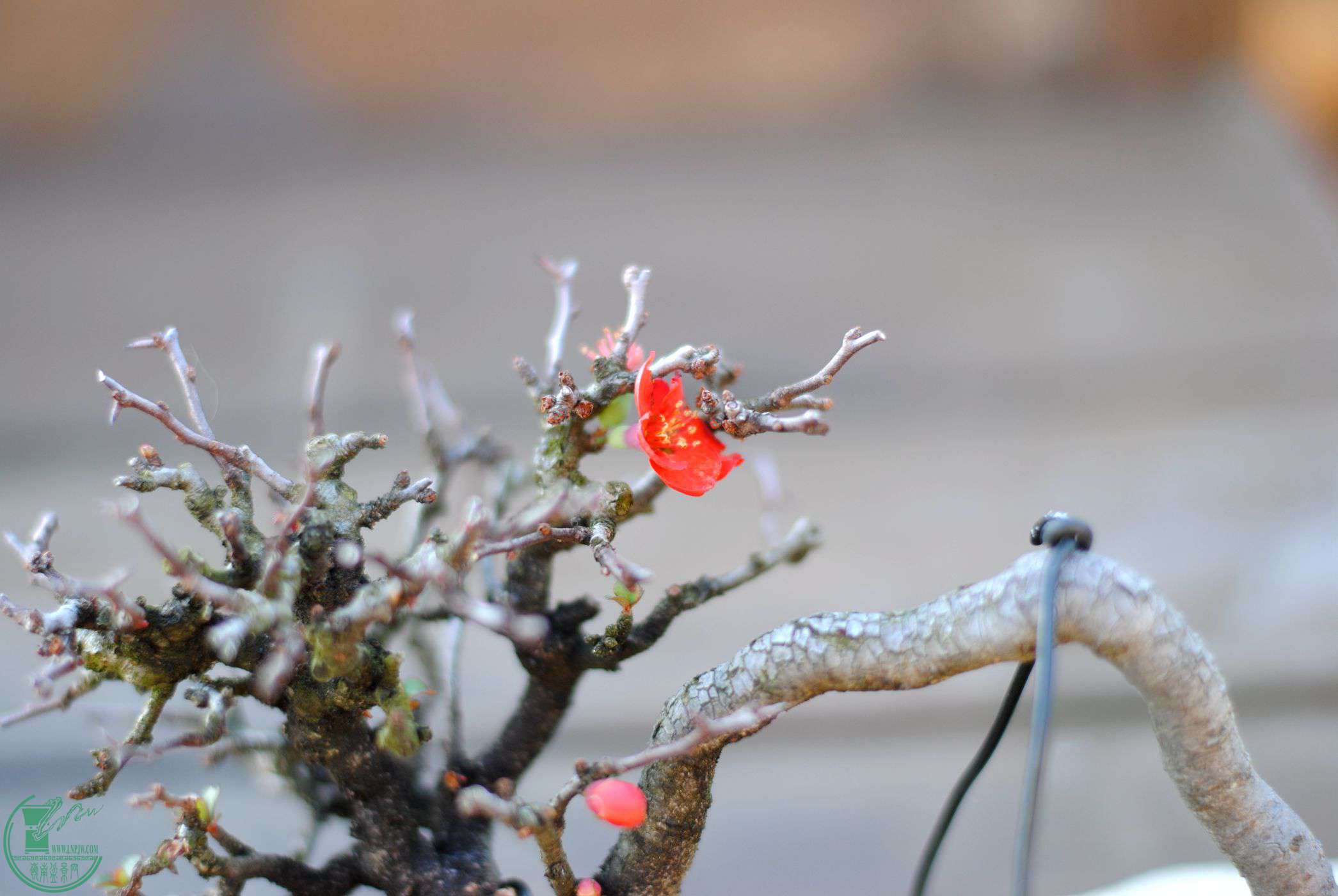DSC_2132.JPG