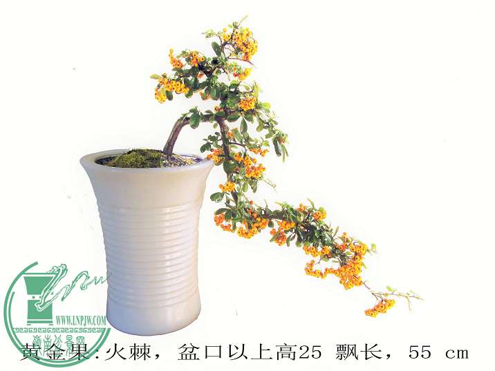 ƽ𼬴1.jpg