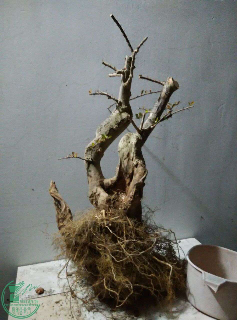 QQͼƬ20170219204950.jpg