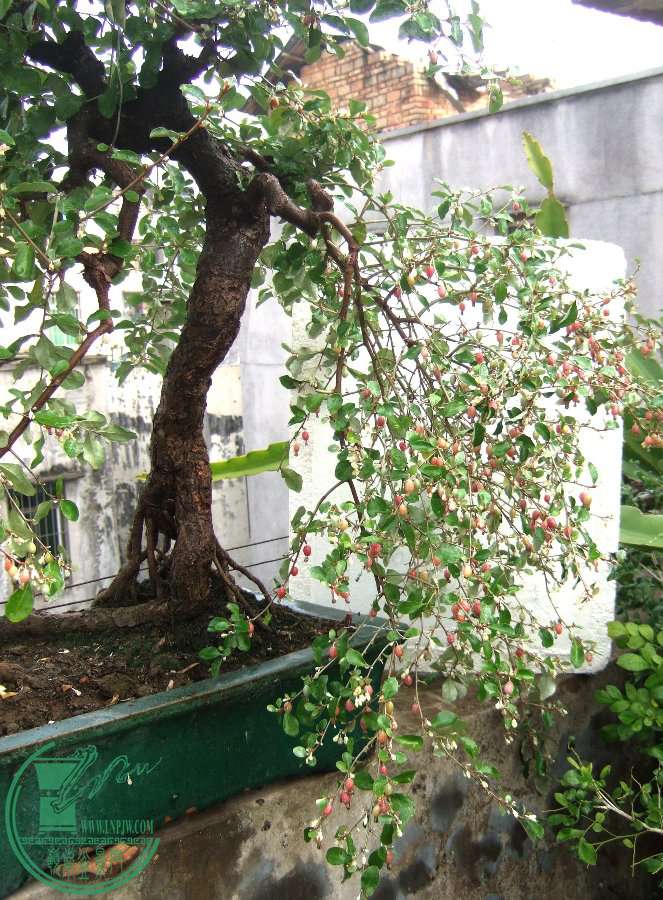 DSCF8057.JPG
