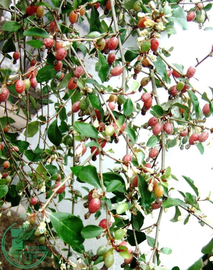DSCF8088.JPG