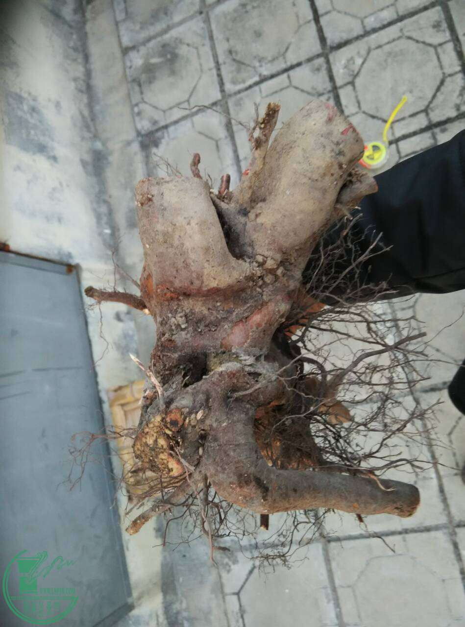 QQͼƬ20170227221503.jpg