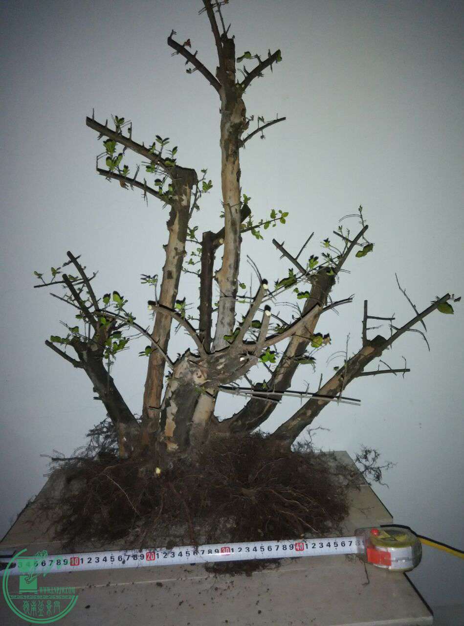 QQͼƬ20170302214243.jpg