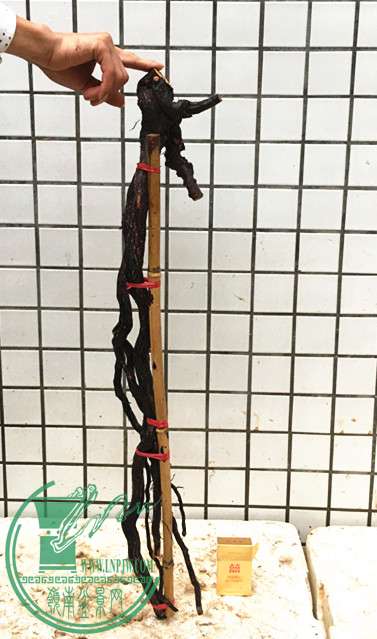 ���� IMG_6966_����.jpg