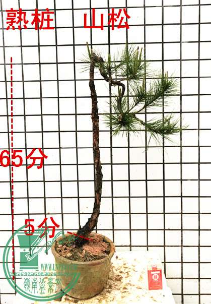 ���� IMG_7151(1)_����.jpg