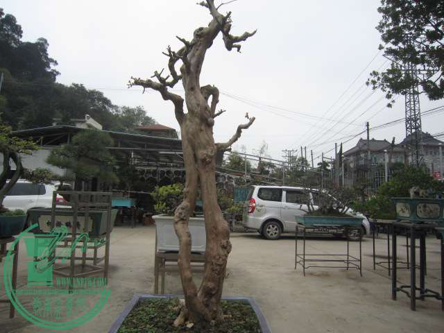 IMG_5476.JPG