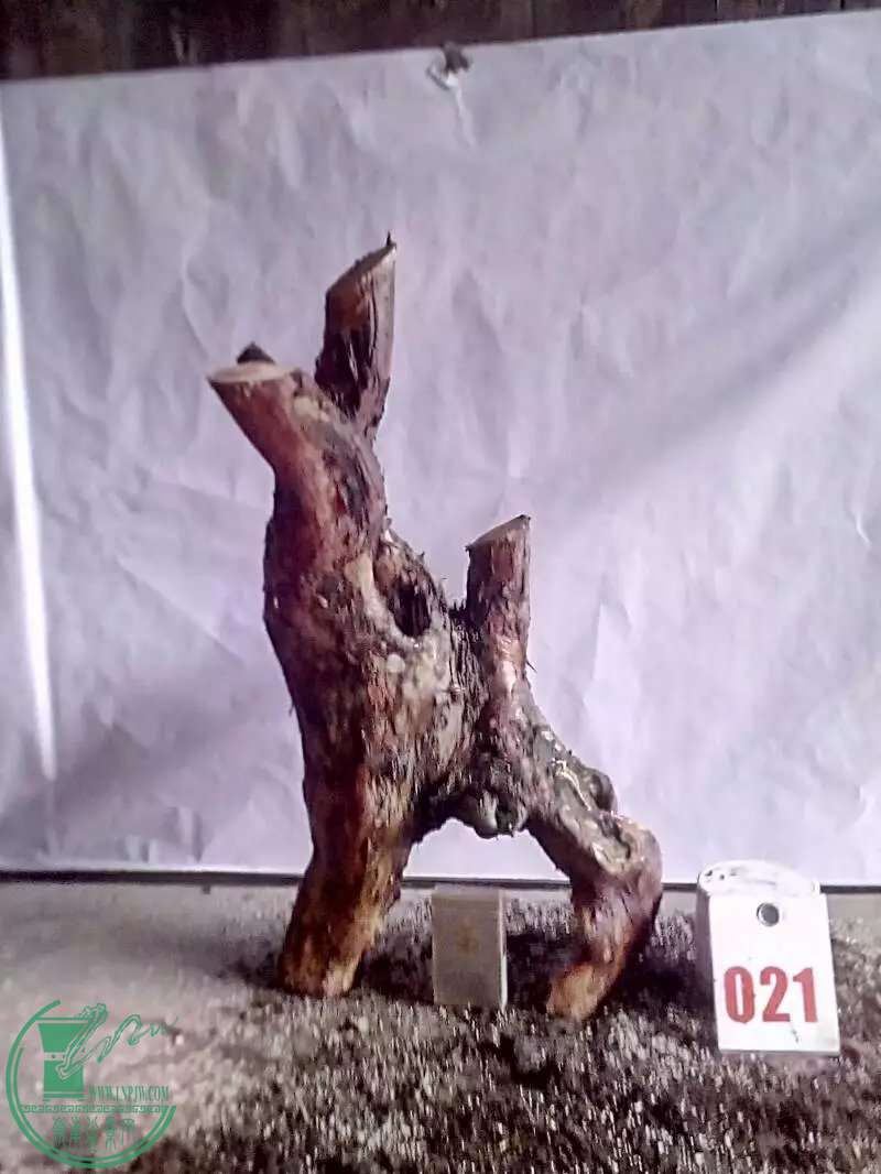 psb (59).jpg