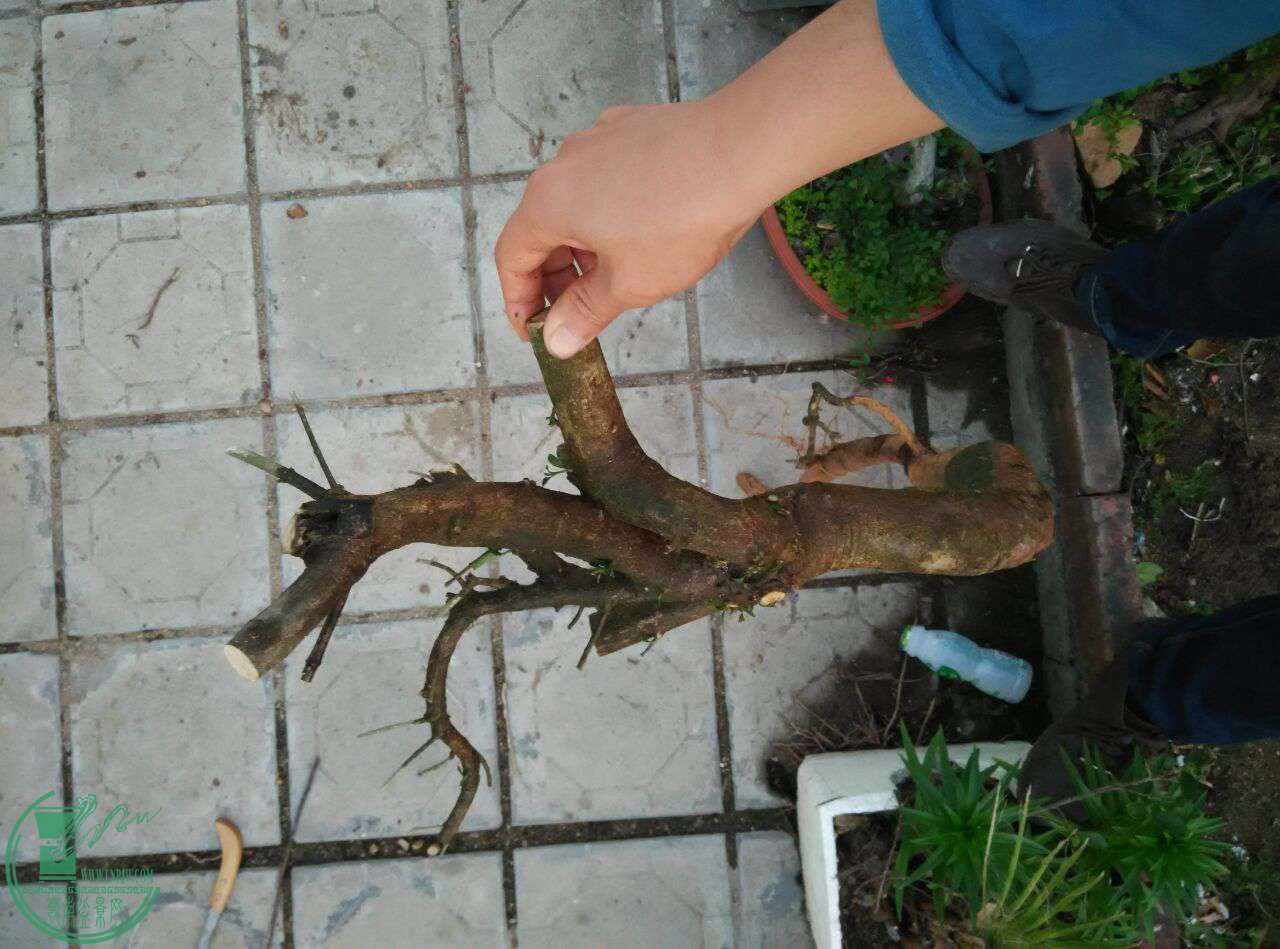 QQͼƬ20170320232950.jpg