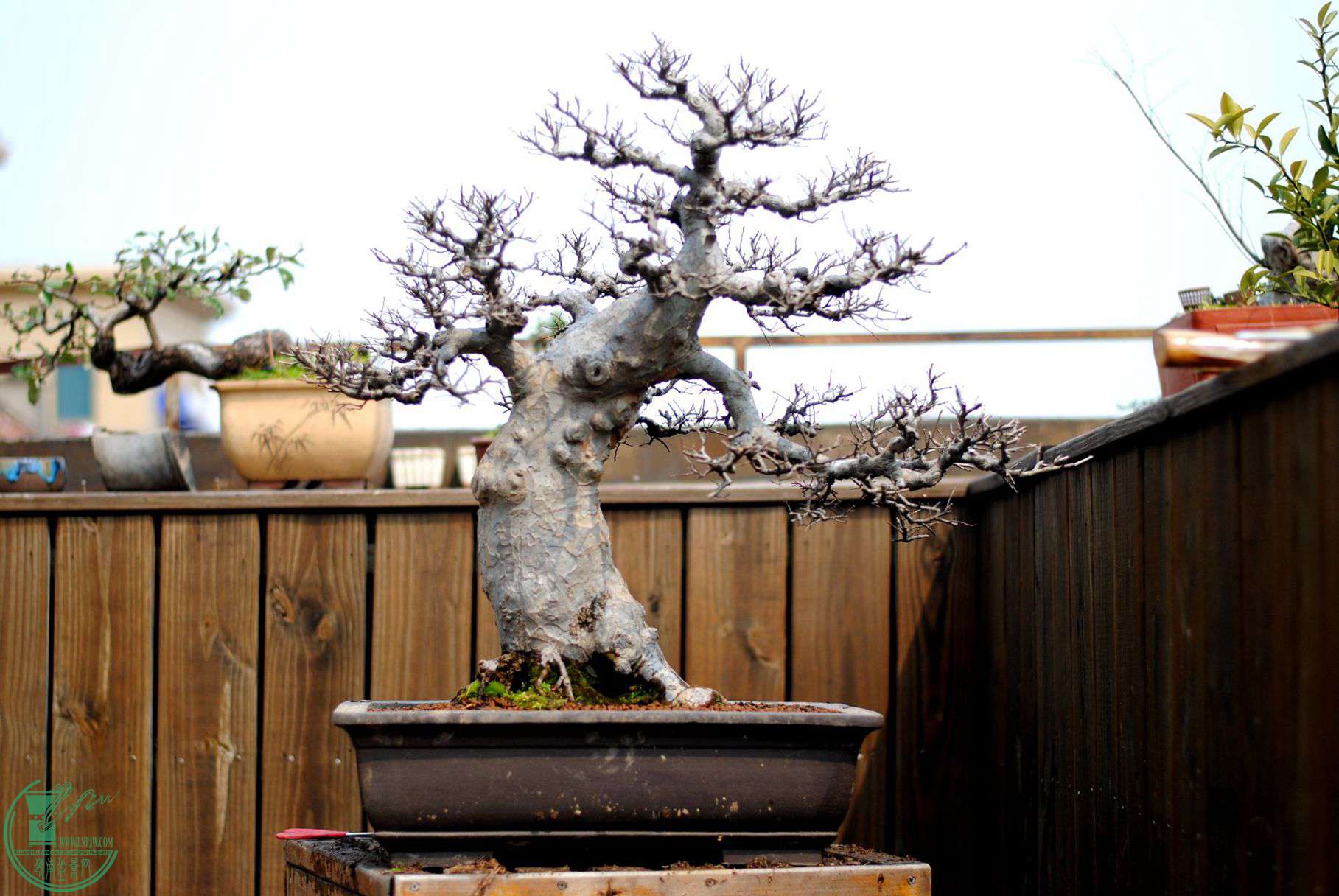DSC_2914.JPG