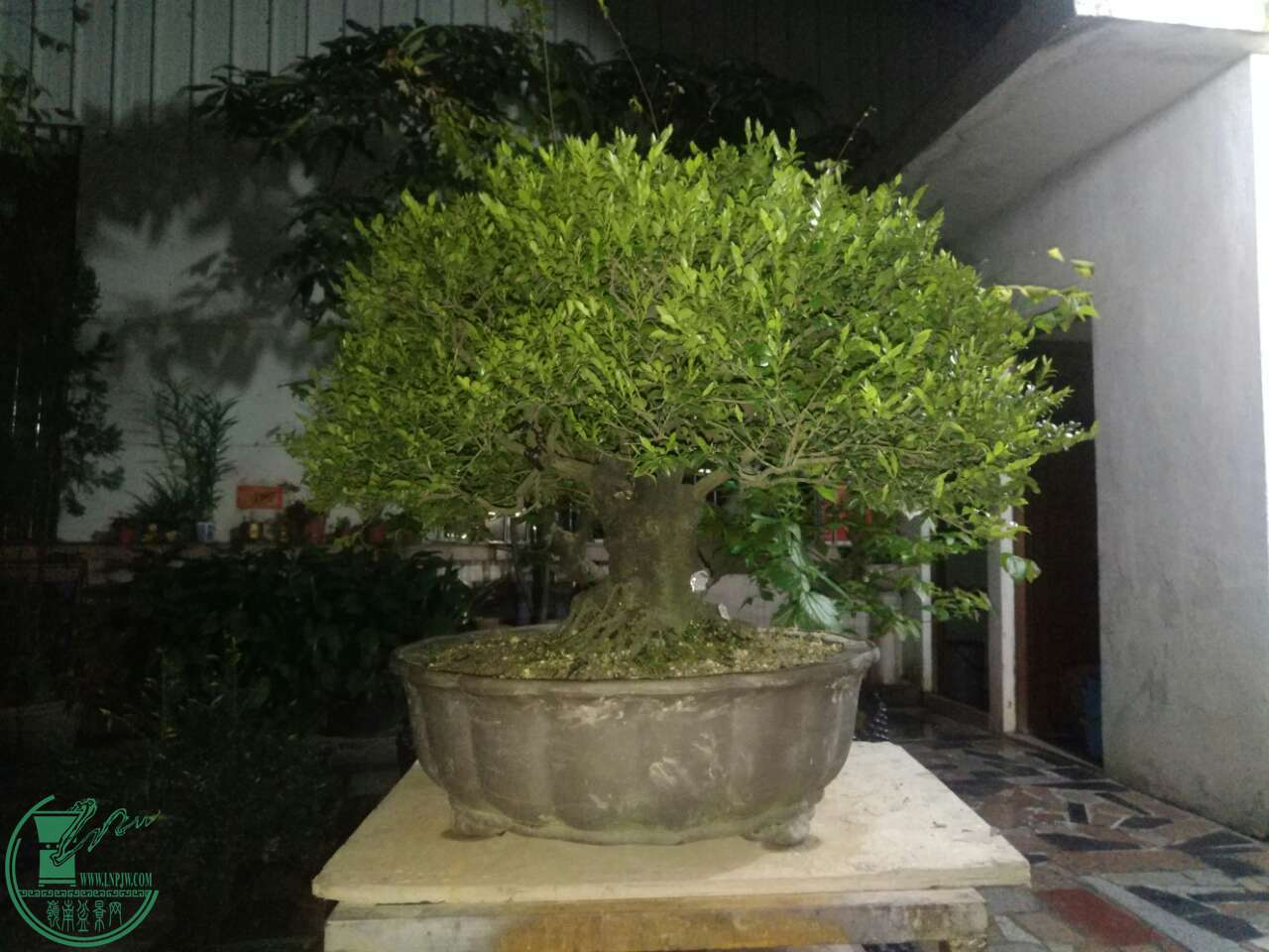 mmexport1490881433819.jpg