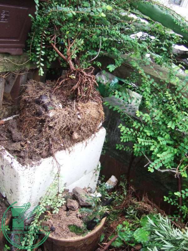 DSCF6115.JPG