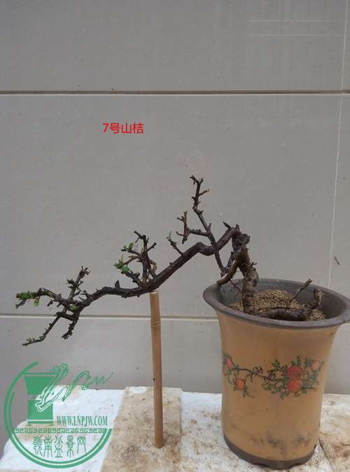 P70407-164915_���� - ����.jpg